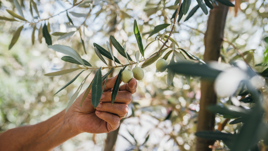 Olive tree